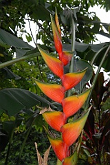 0209 Cairns Botanic Gardens